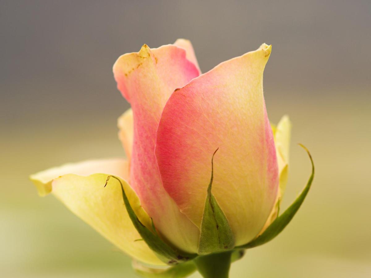 Herberge zur Rose Brotterode Exterior foto