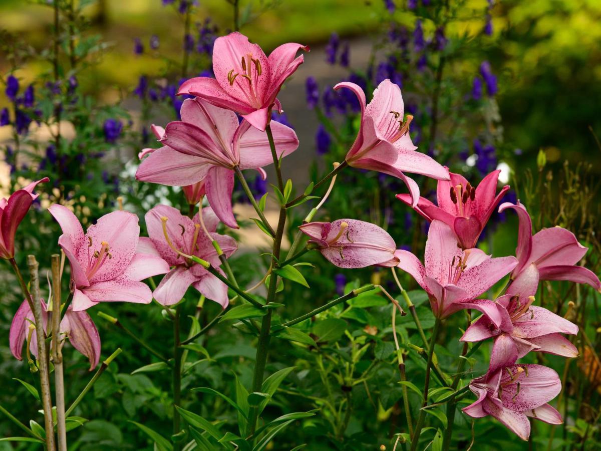 Herberge zur Rose Brotterode Exterior foto